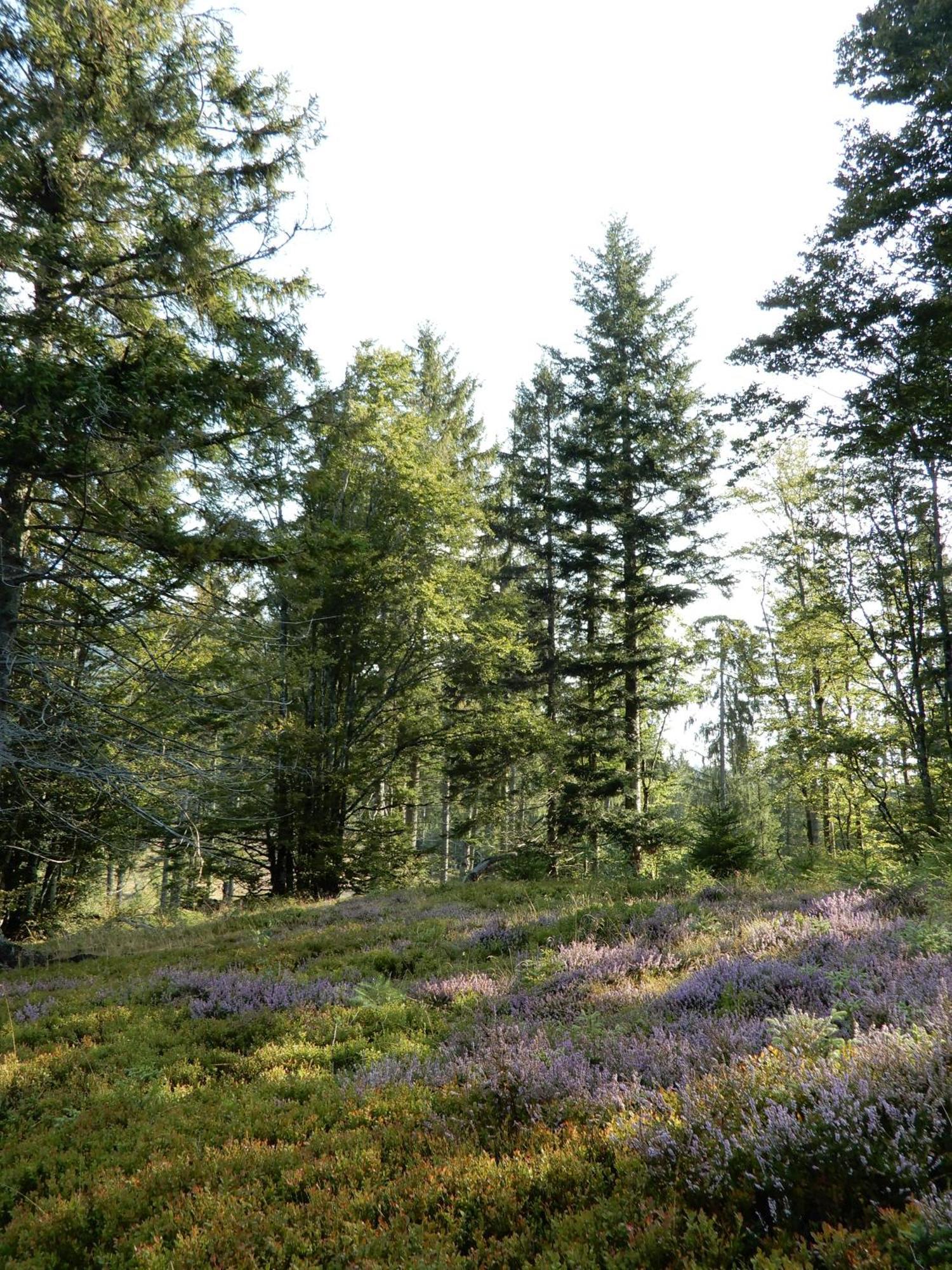Schönau im Schwarzwald Gartenferienhaus "Annaluise" מראה חיצוני תמונה