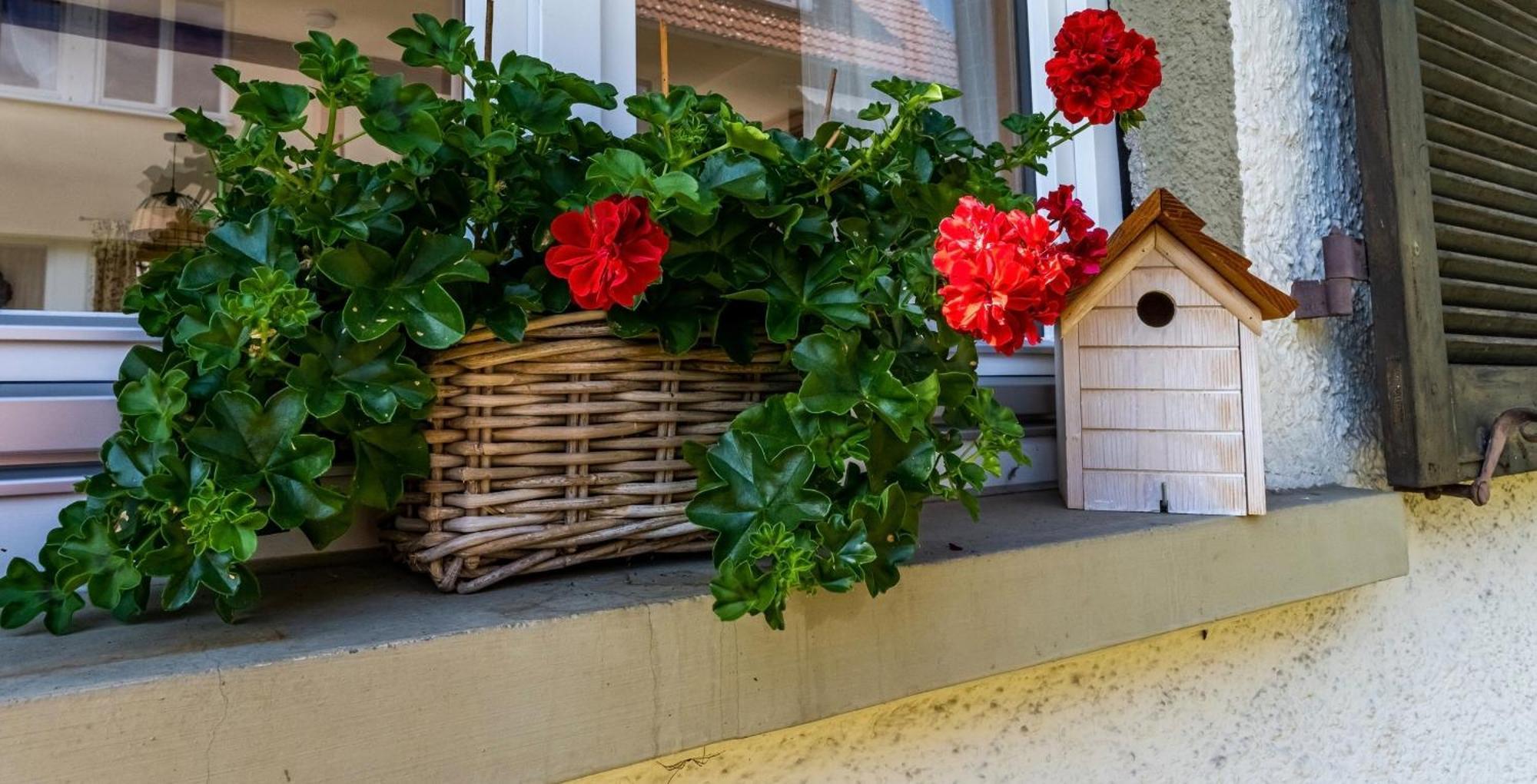 Schönau im Schwarzwald Gartenferienhaus "Annaluise" מראה חיצוני תמונה